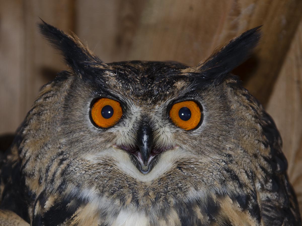 Uhu Gesicht